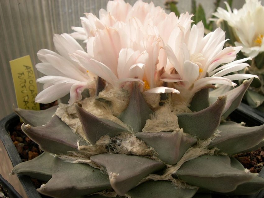 Ариокарпус притуплений Ариокарпус притуплений