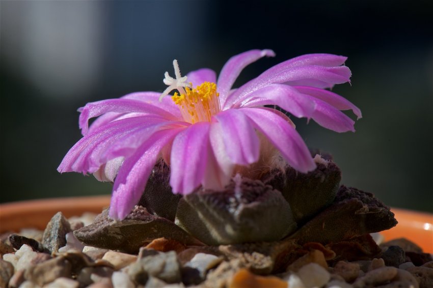 Ариокарпус растрескивающийся Ариокарпус растрескивающийся