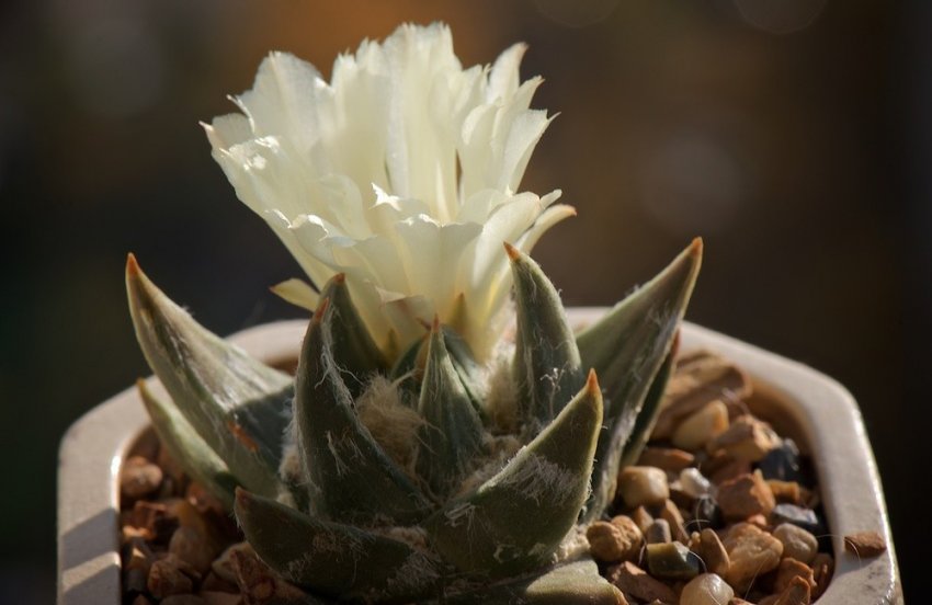 Ариокарпус трикутний Ариокарпус трикутний