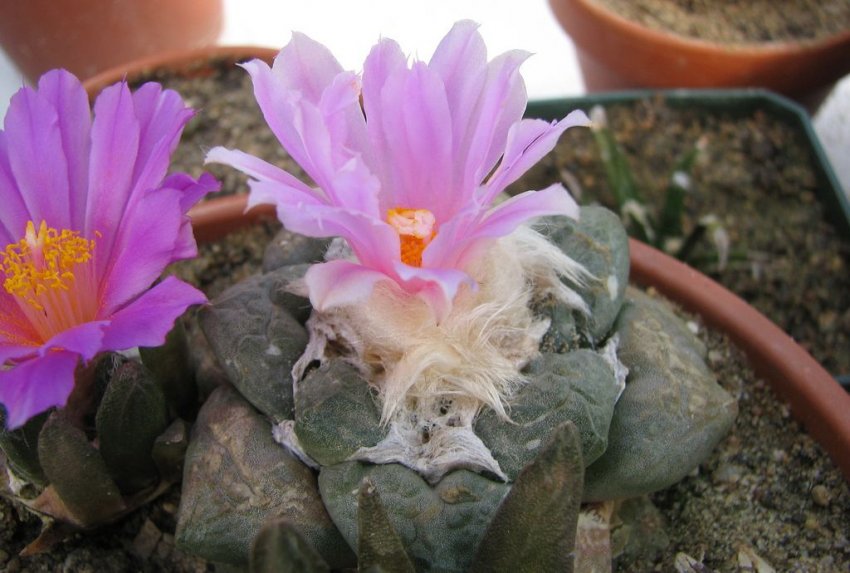 Посадка і розміщення рослини в кімнаті Посадка і розміщення рослини в кімнаті