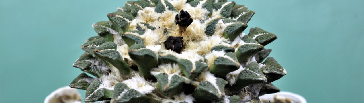 Ариокарпус: вирощування і догляд за рослиною в домашніх умовах