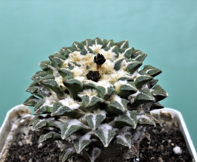 Ариокарпус: вирощування і догляд за рослиною в домашніх умовах