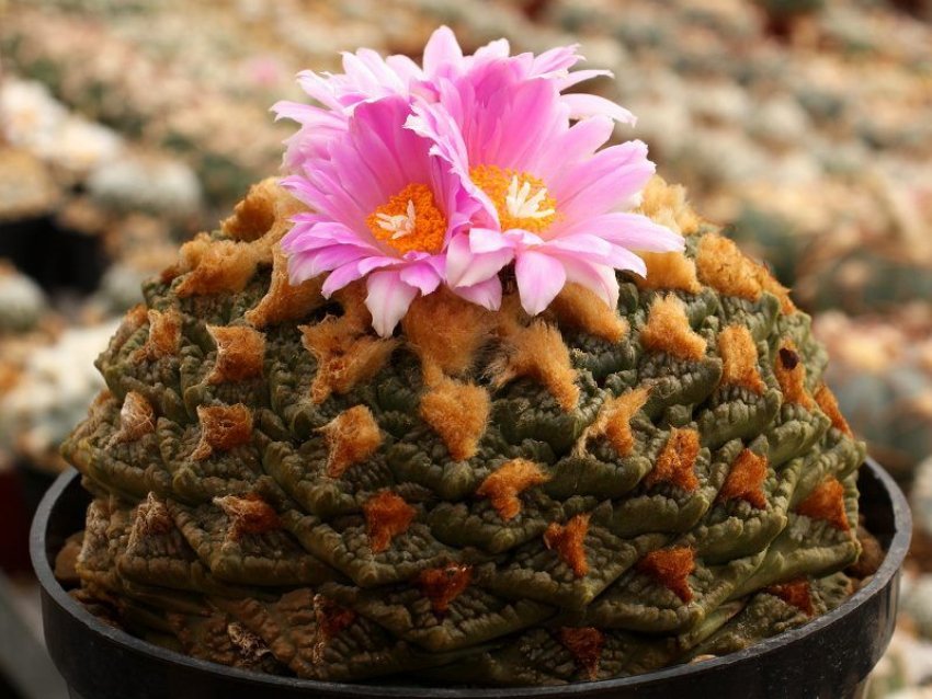 Яке освітлення потрібно для рослини Яке освітлення потрібно для рослини