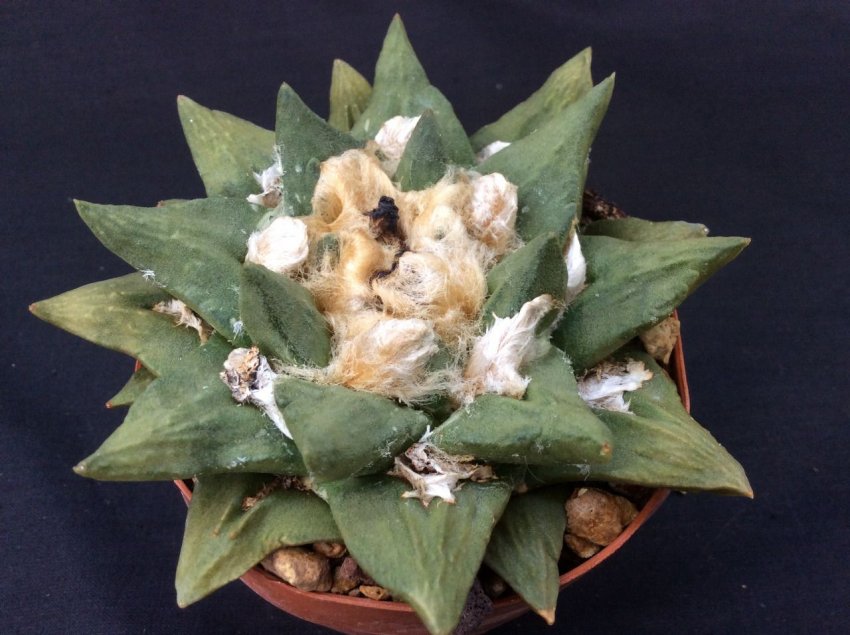 Добриво і підгодівля квітки Добриво і підгодівля квітки