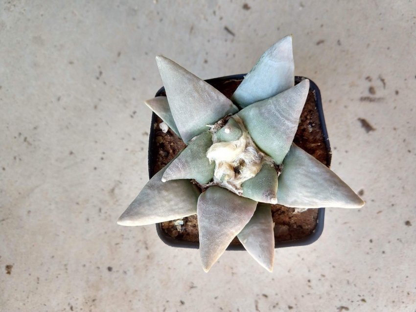 Обрізка рослини Обрізка рослини