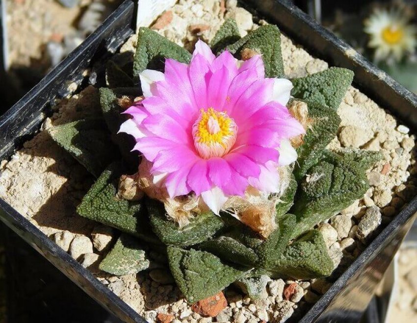 Пересадка рослини Пересадка рослини