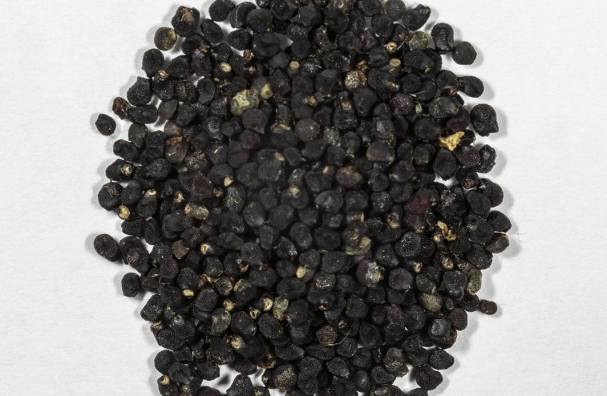 Розмноження ариокарпуса Розмноження ариокарпуса