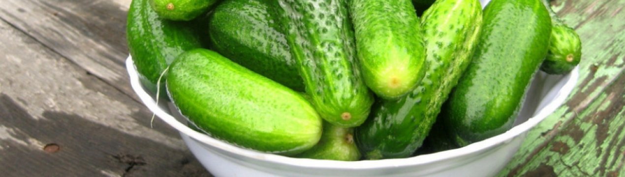 Сорт огірків Гармоніст: характеристика, секрети успішного вирощування