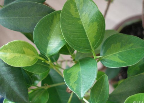  Фікус притуплений: догляд в домашніх умовах