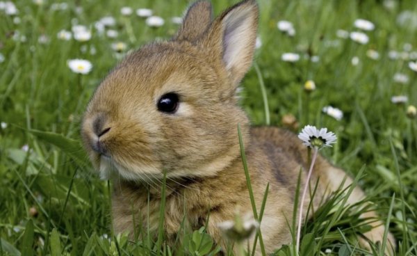 Сколько лет живут карликовые кролики в домашних условиях