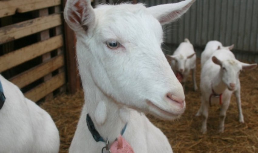 Зааненська коза Зааненська коза