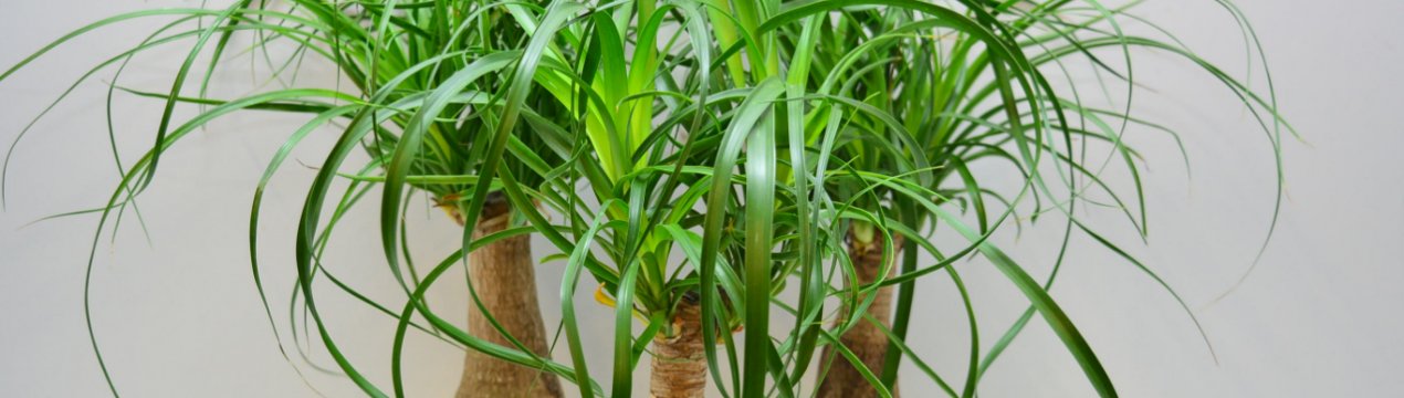 Нолина рекурвата: догляд в домашніх умовах