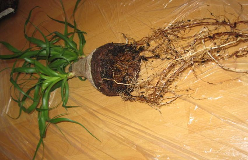 Пересадка Ноліна Пересадка Ноліна