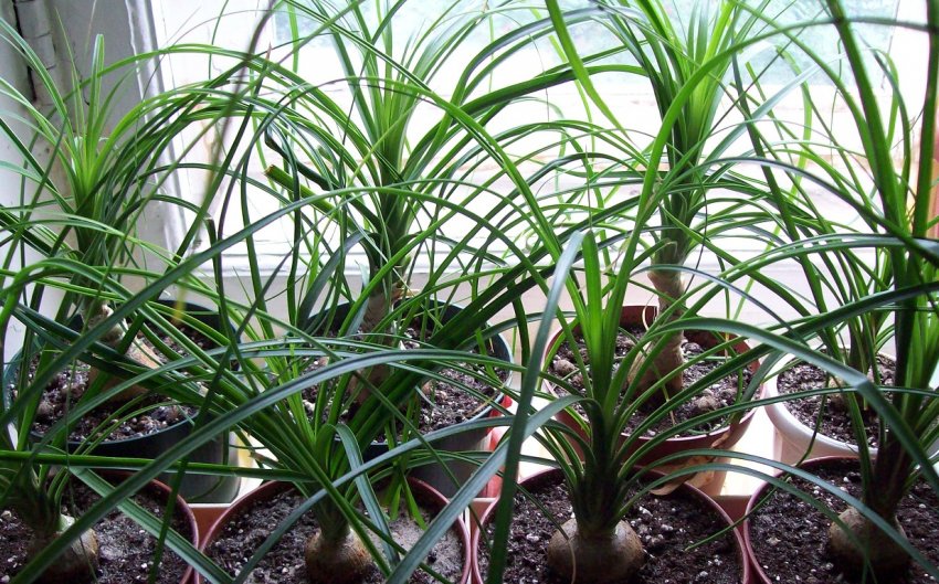 Нолина рекурвата Нолина рекурвата