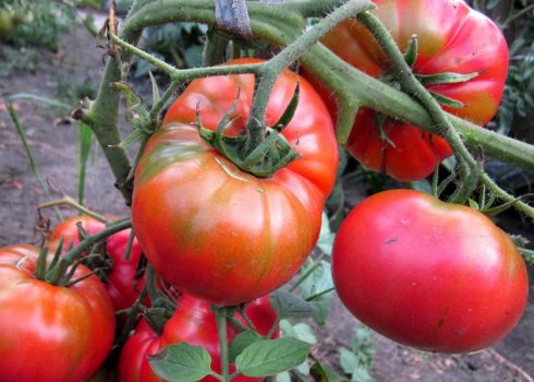 Томат «Сахарный пудовичок»: описание и особенности выращивания сорта