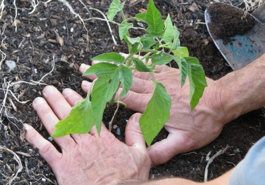 Технологія висадки розсади Технологія висадки розсади