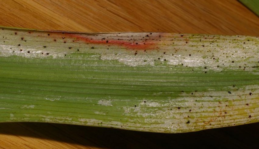 Трипси на нолине Трипси на нолине