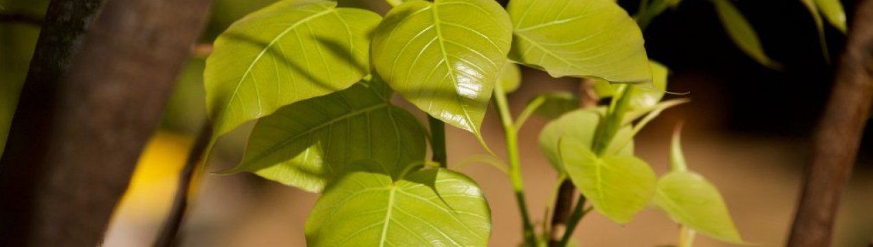 Фікус священний: догляд в домашніх умовах