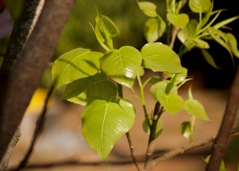 Фікус священний: догляд в домашніх умовах