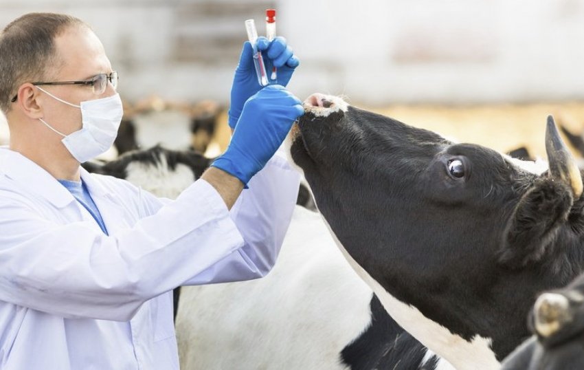 Корова і ветеринар