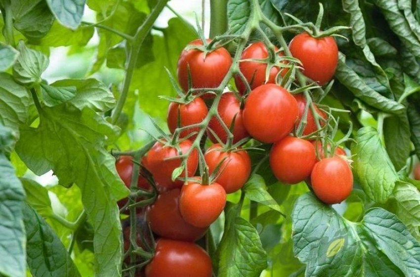 Ботанічний опис