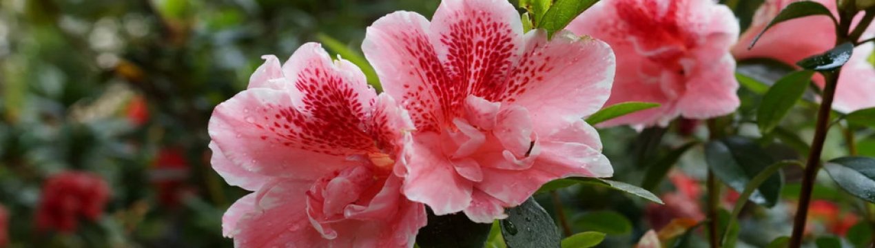 Азалія індійська: особливості догляду в домашніх умовах