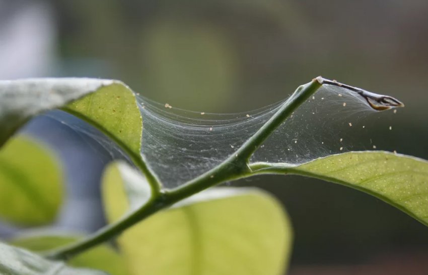 Павутинний кліщ