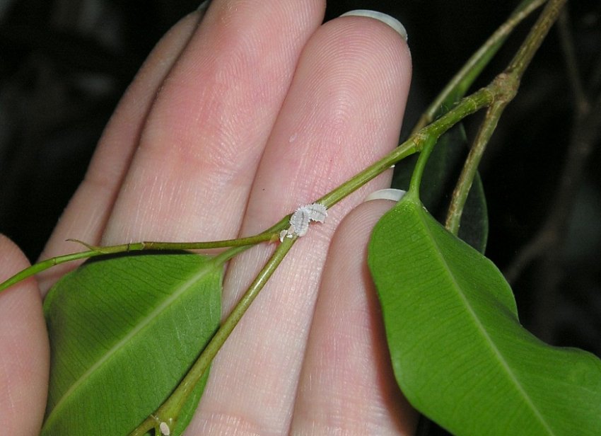 Борошнистий червець