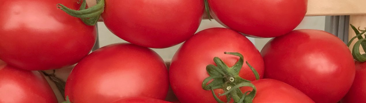  Помідори Беніто: опис, технологія вирощування