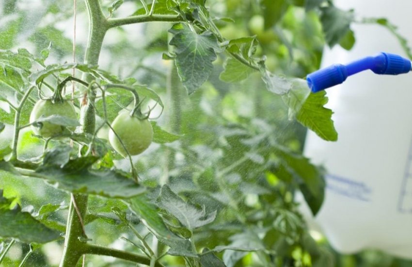 Профілактична обробка