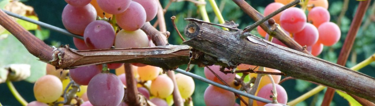 Сорт винограда Дюжина: характеристика, агротехника выращивания