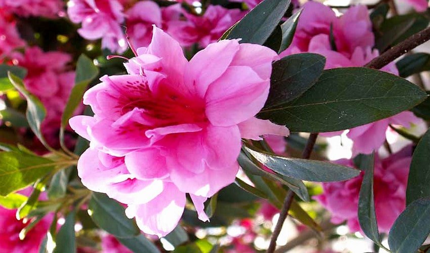 Азалія індійська