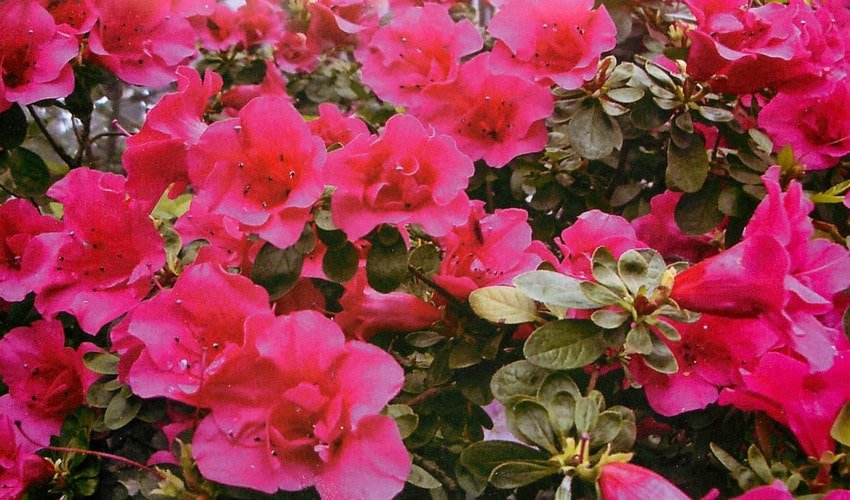 Азалія індійська