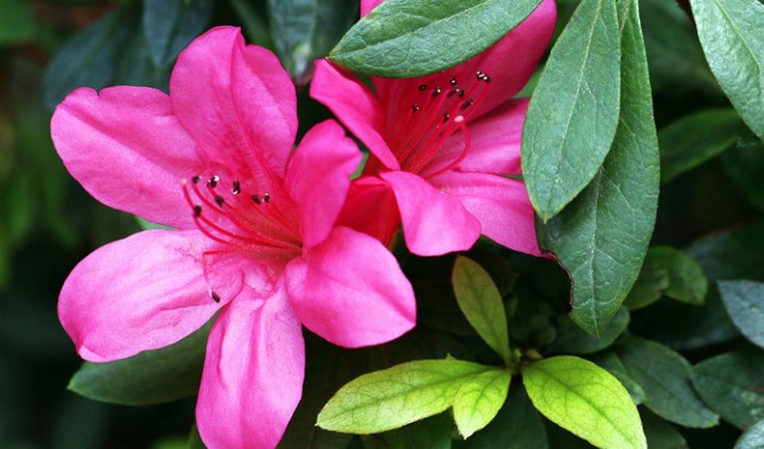 Азалія індійська