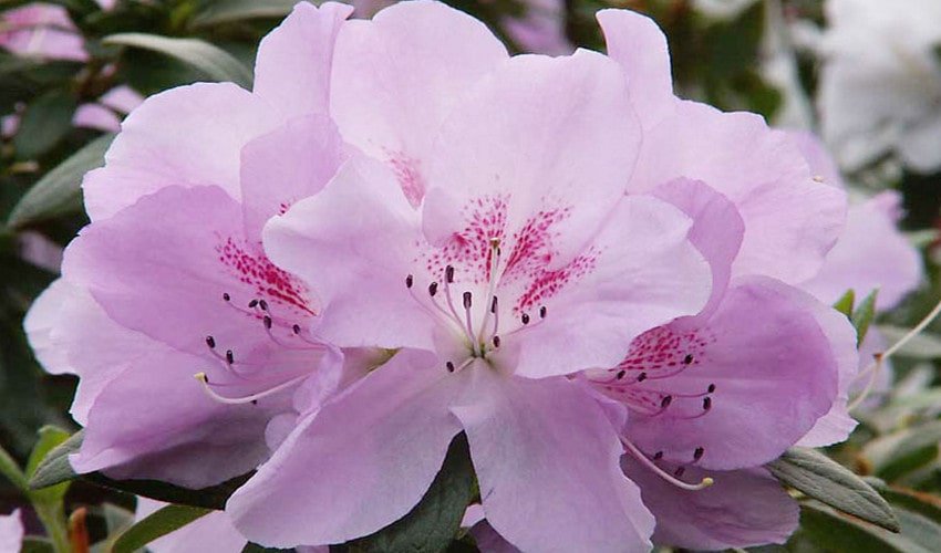 Азалія індійська