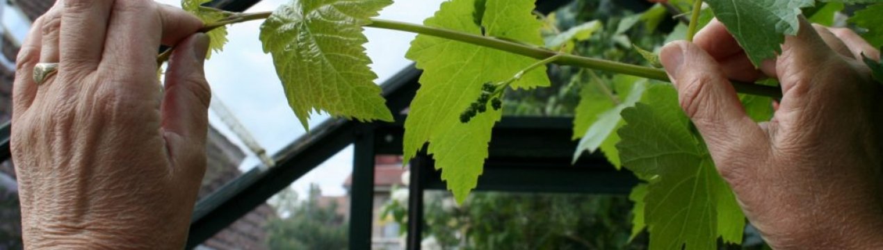 Як і коли пасинкувати виноград