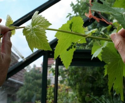 Як і коли пасинкувати виноград