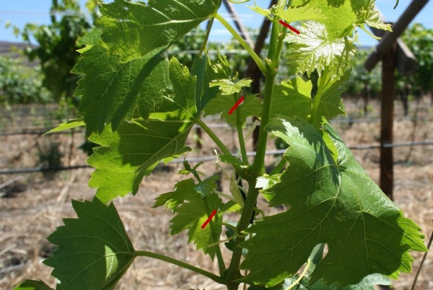 Як правильно пасинкувати Як правильно пасинкувати
