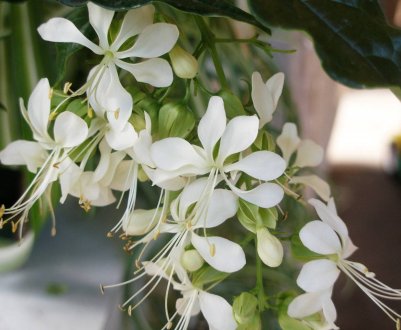 Клеродендрум Уоллича: догляд в домашніх умовах