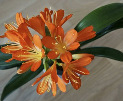 Чому не цвіте клівія і як змусити її цвісти?