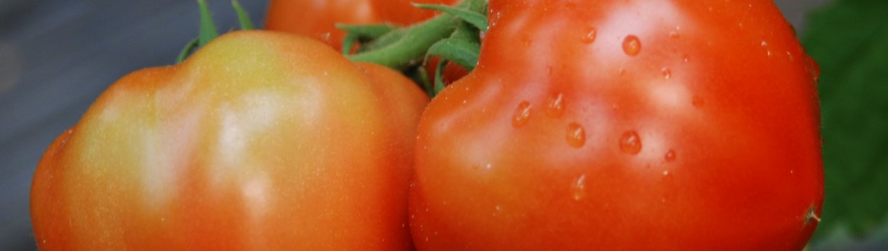 Помідори Берберана: опис, агротехніка вирощування