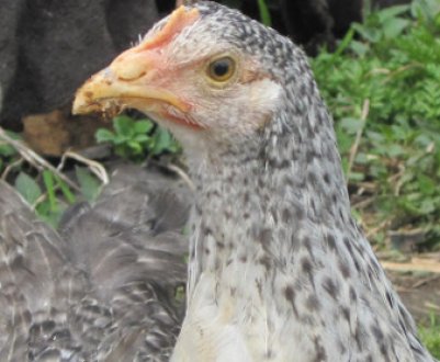 Кури борковська барвистая: характеристика, утримання та догляд