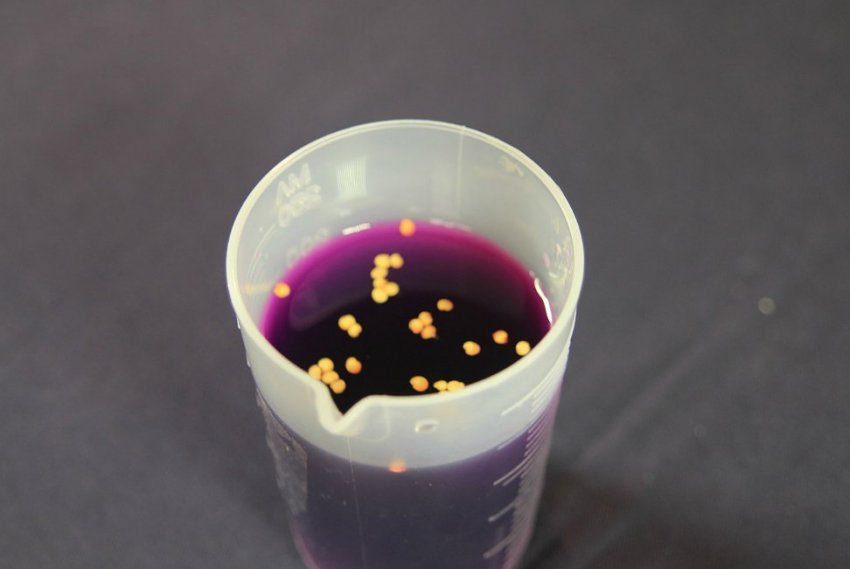 Підготовка насіння Підготовка насіння