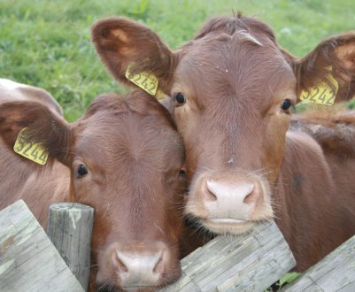 Клостридіоз великої рогатої худоби: клінічні ознаки, лікування, профілактика