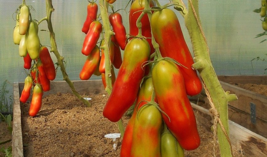 Помідори Казанова