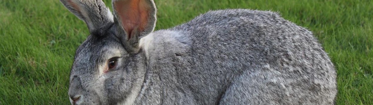 Кролик сірий велетень: характеристика та особливості розведення в домашніх умовах