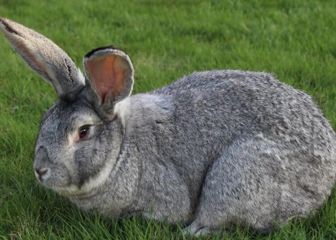 Кролик сірий велетень: характеристика та особливості розведення в домашніх умовах