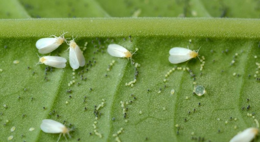 Білокрилка