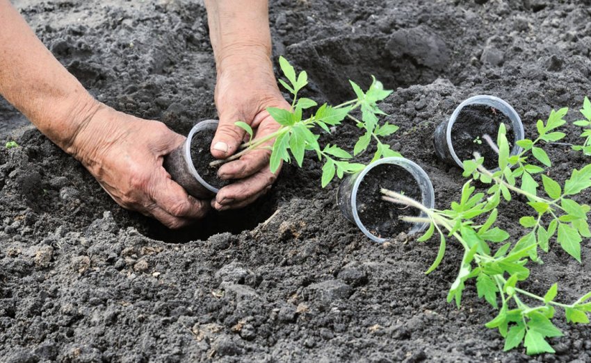 Висадка томатів у відкритий грунт Висадка томатів у відкритий грунт