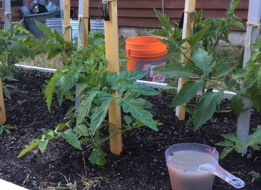 Підживлення томатів Підживлення томатів